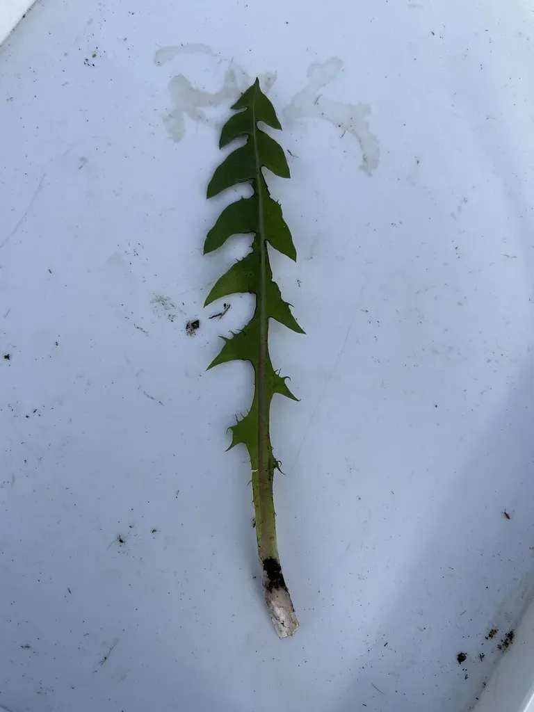 Crowded-lobed Dandelion