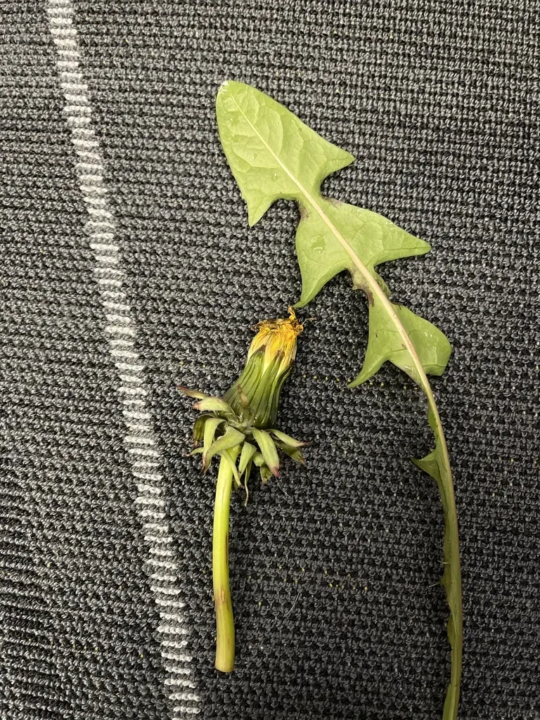 Large-bracted Dandelion