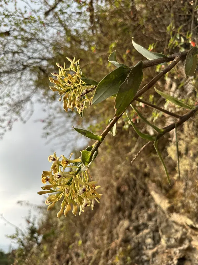 Epidendrum Scytocladium