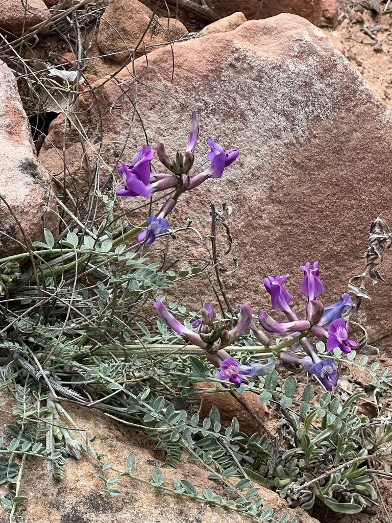 Zion Milkvetch