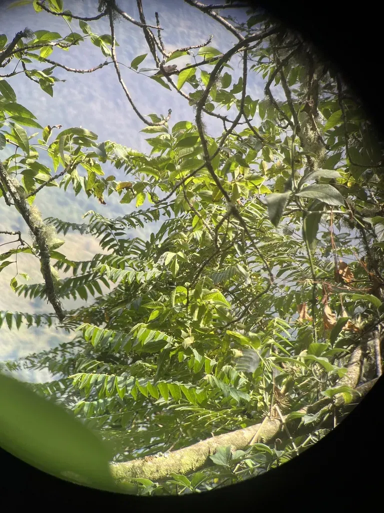 Phyllanthus Salviifolius