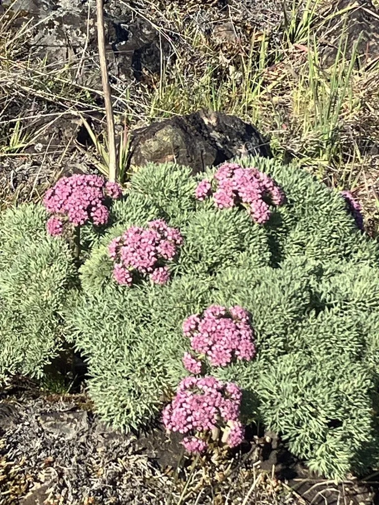 Columbia Desert Parsley