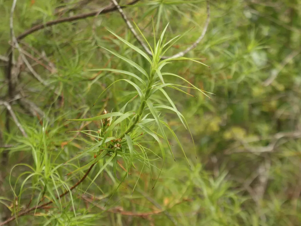 Dracophyllum Sinclairii