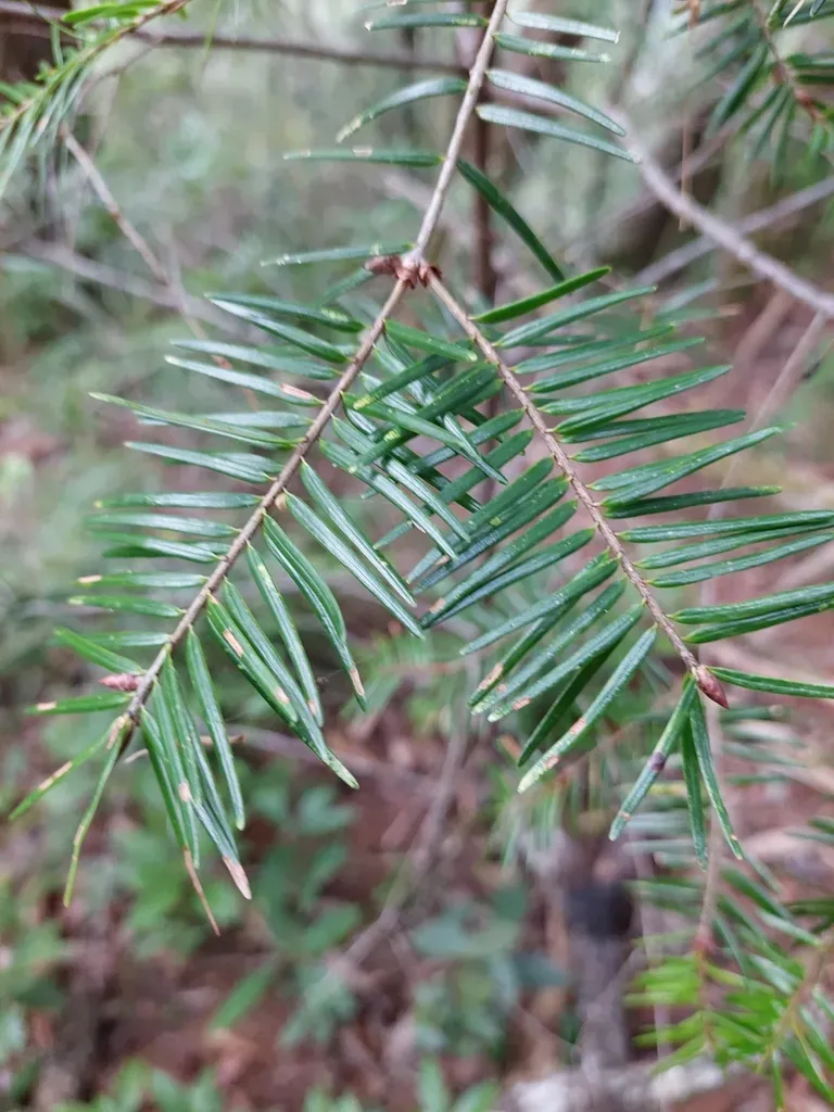 Taiwan Douglas-fir