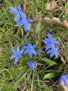 Siberian Squill