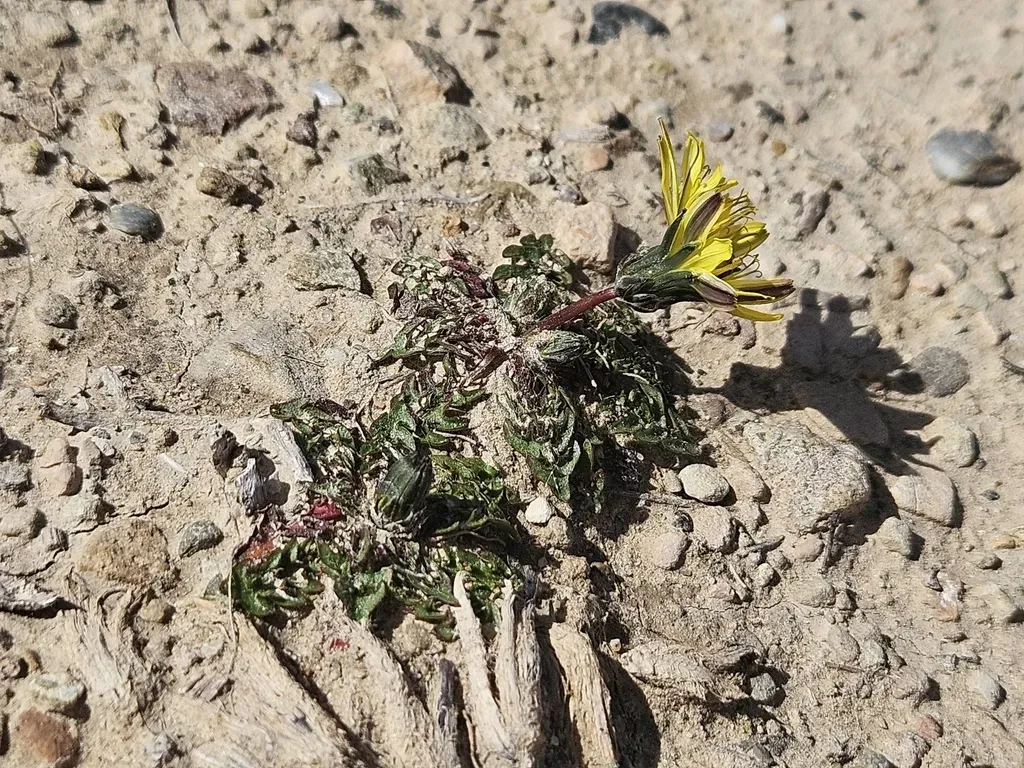 Taraxacum Gasparrinii