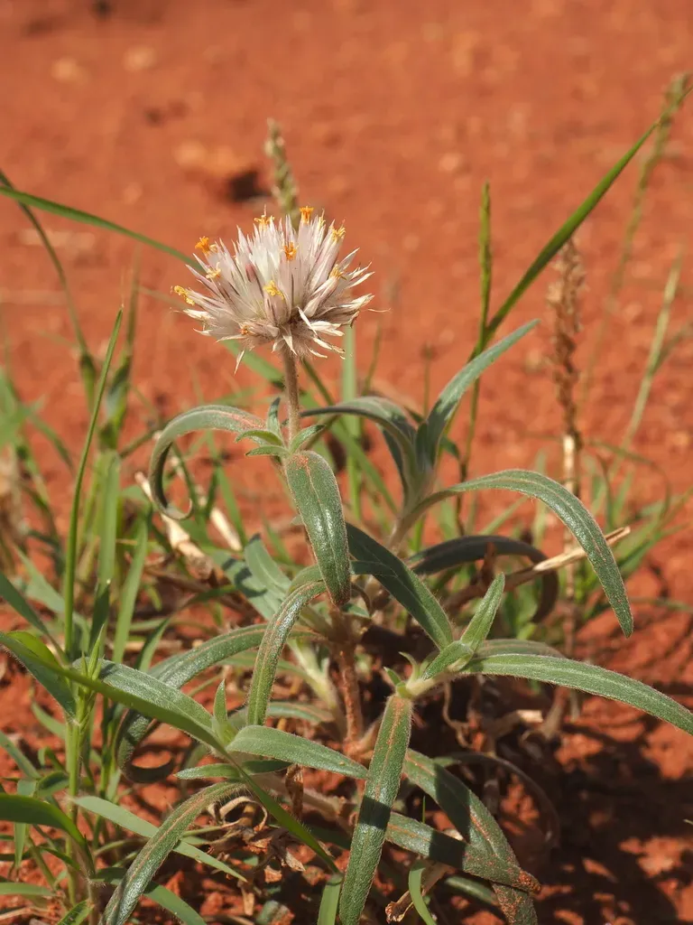 Gomphrena Kanisii