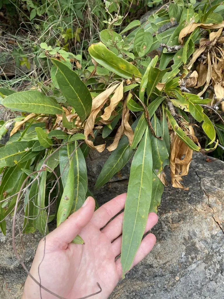 Braille Bride's Bush