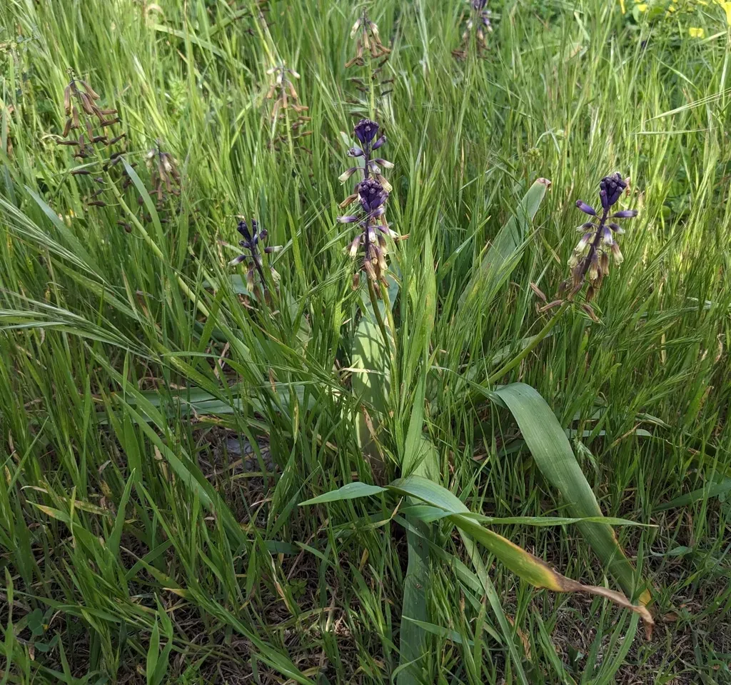 Three-leaved Hyacinth