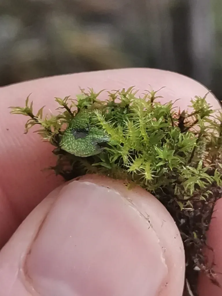 Sommerfelt's Fine Wet Moss