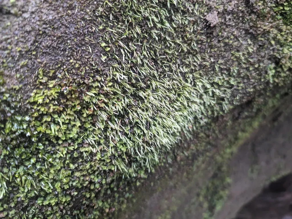 Norway Bryoxiphium Moss