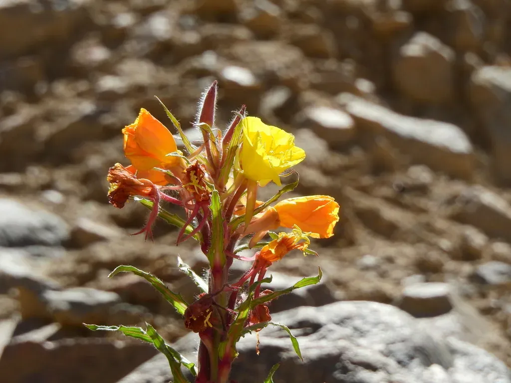 Oenothera Santarii