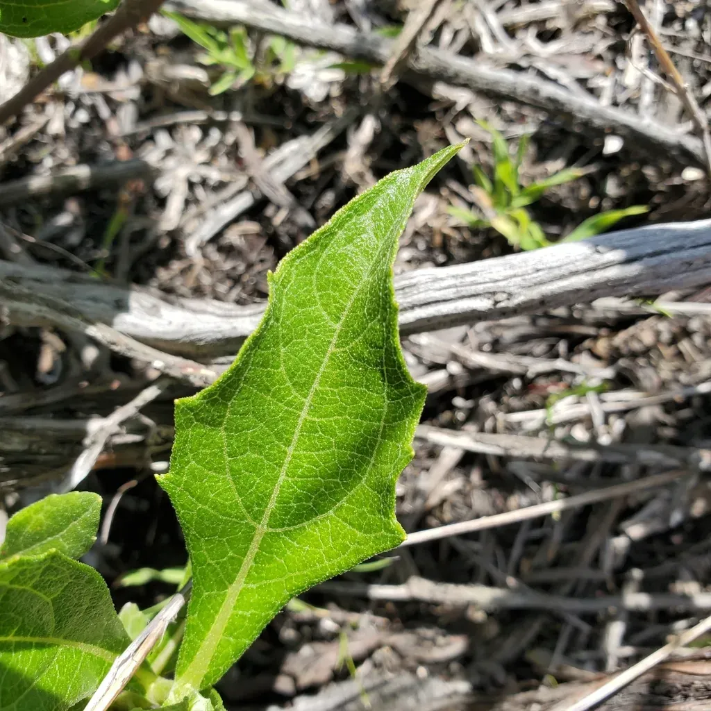 Big-leaved Crownbeard