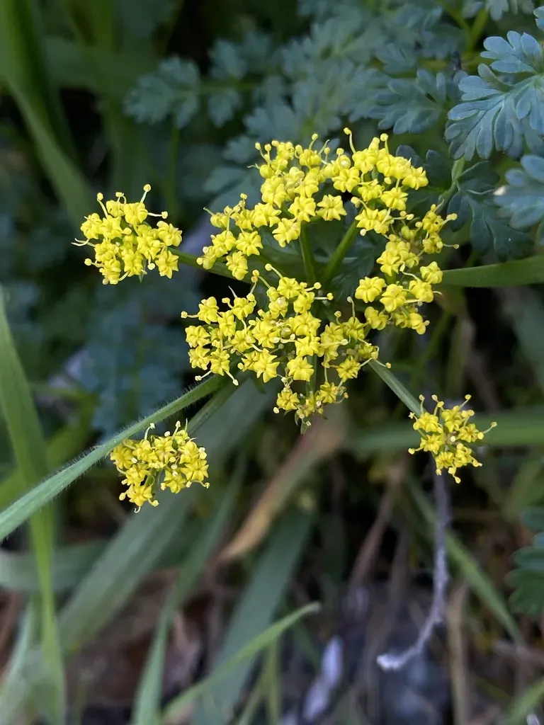 Snake Canyon Desert-parsley