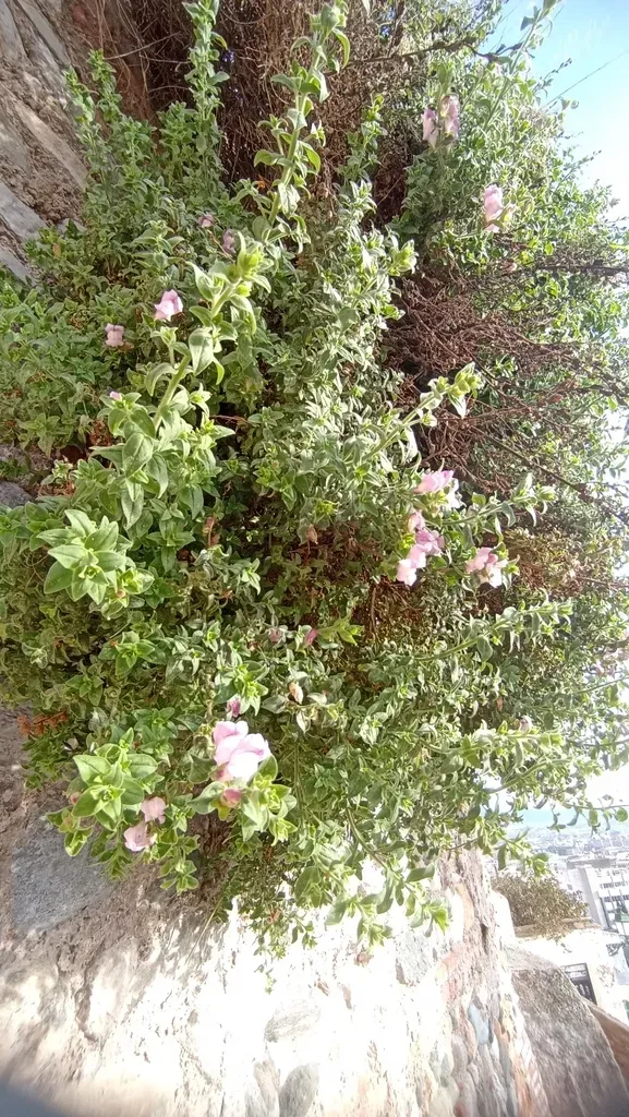 Antirrhinum Hispanicum