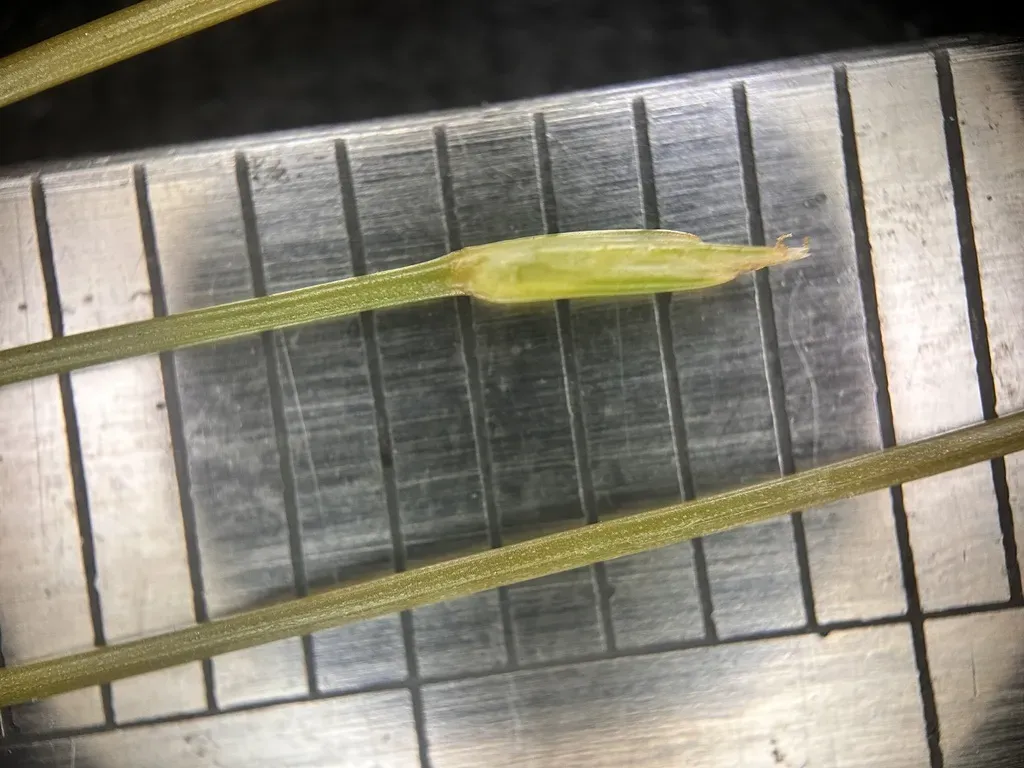 Fimbristylis Pauciflora