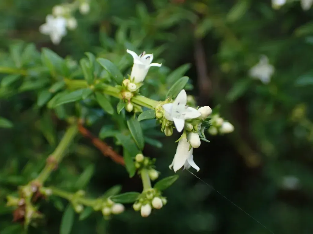 Galianthe Brasiliensis
