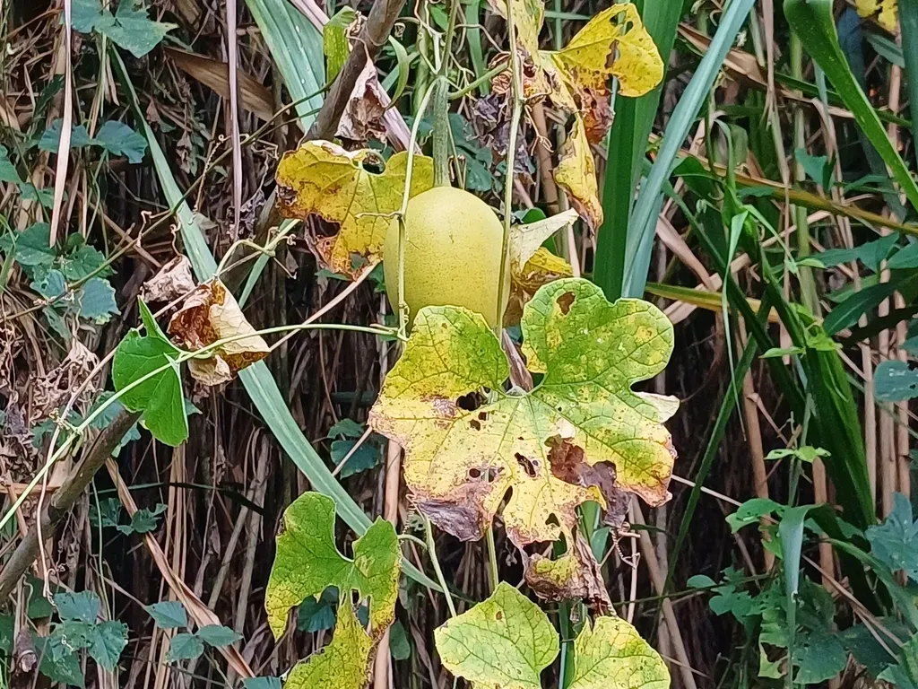 Melothria Sphaerocarpa