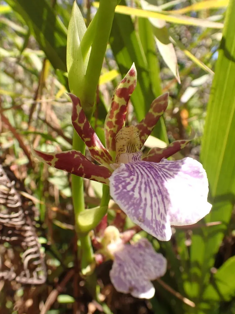 Zygopetalum Maculatum