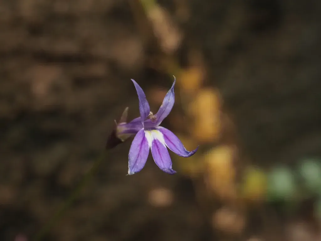 Lobelia Arnhemiaca
