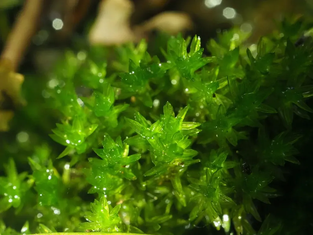 Hydrogonium Bolleanum