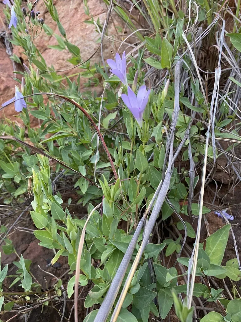 Barleria Wilmsiana