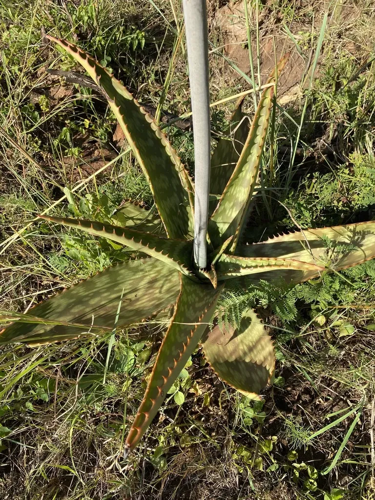 De Wet's Aloe