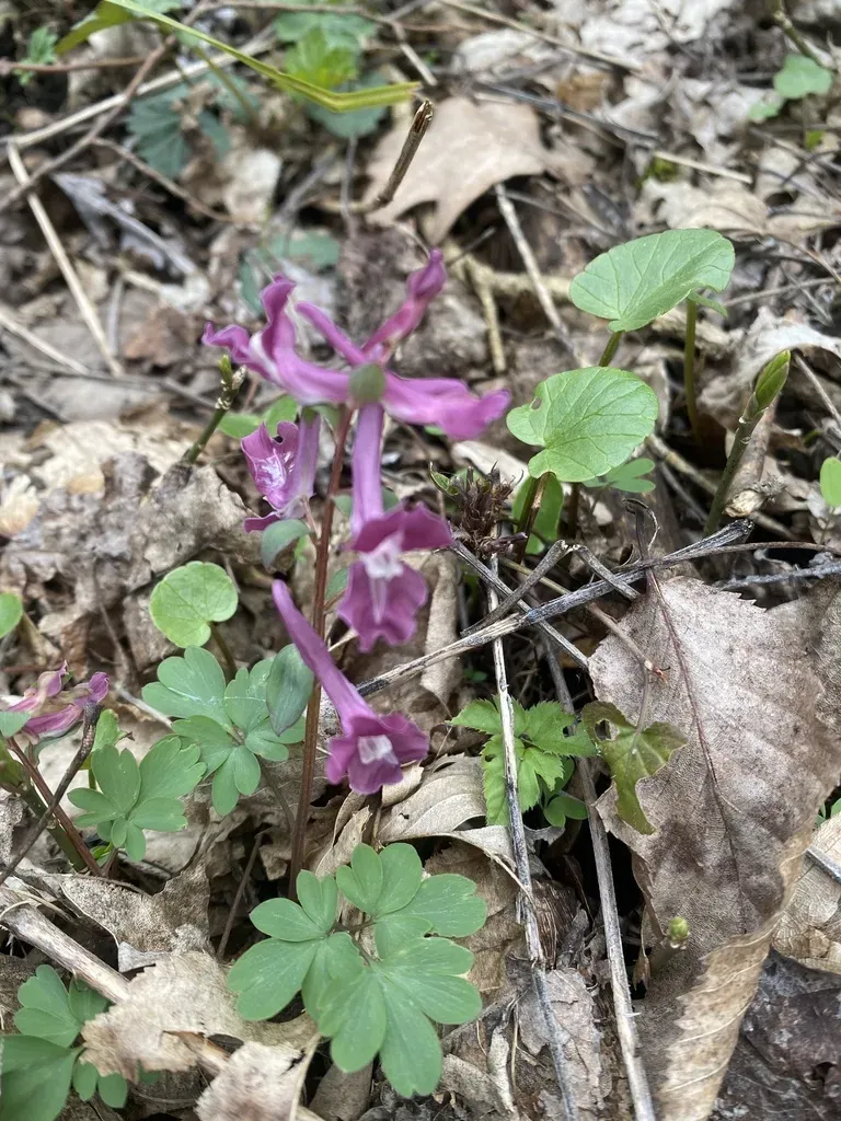 Caucasus Corydalis