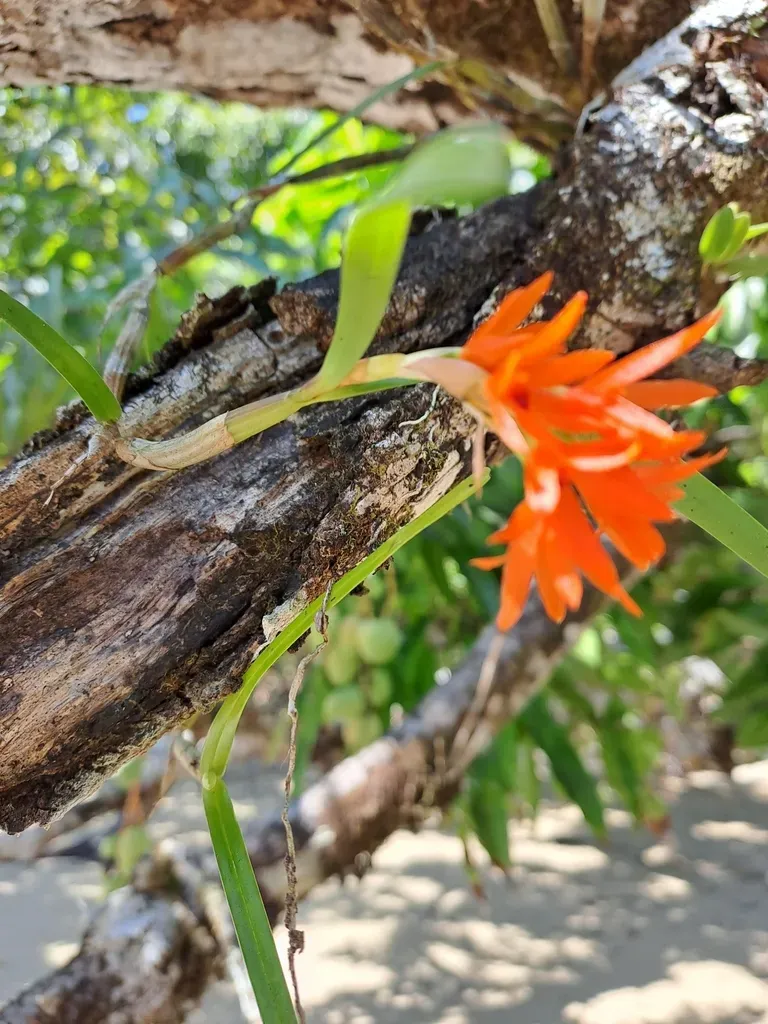 Scaphyglottis Bidentata