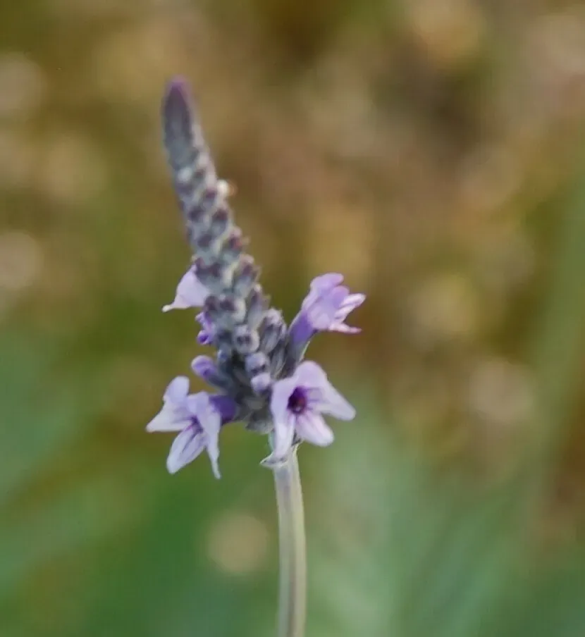 Lavandula Buchii