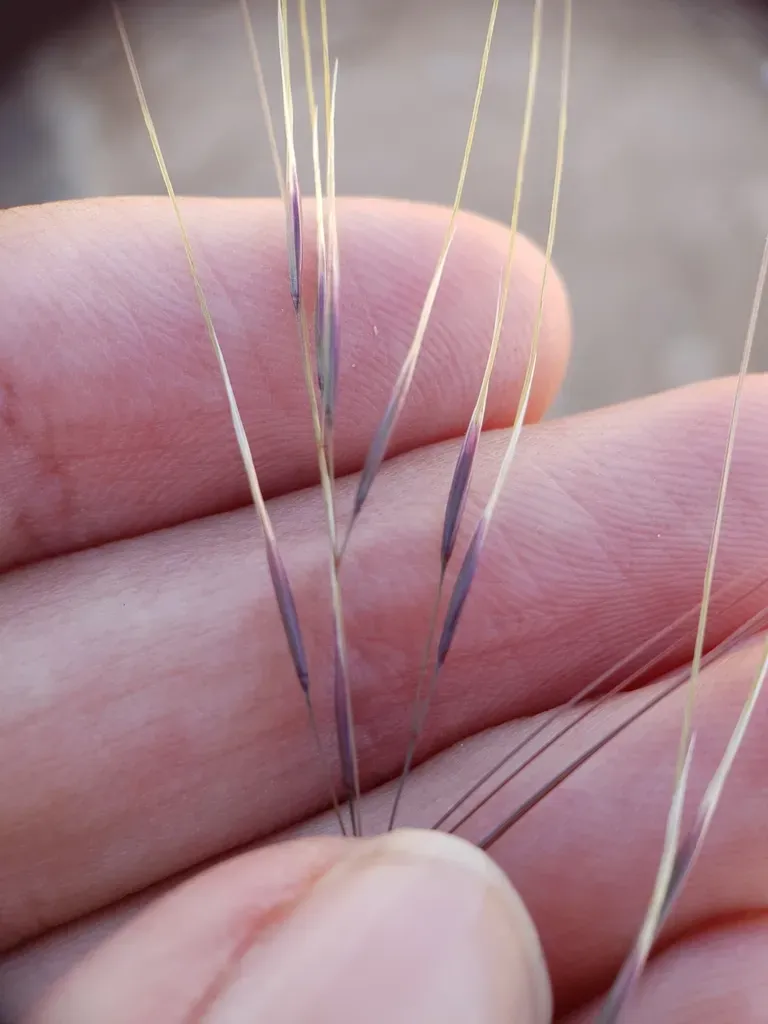 Achnatherum Parviflorum