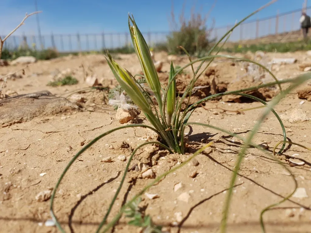 Acute-flowered Star-of-bethlehem
