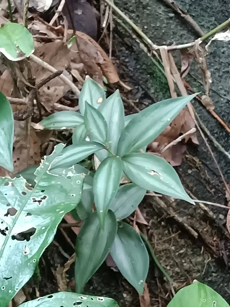 Buforrestia Candolleana