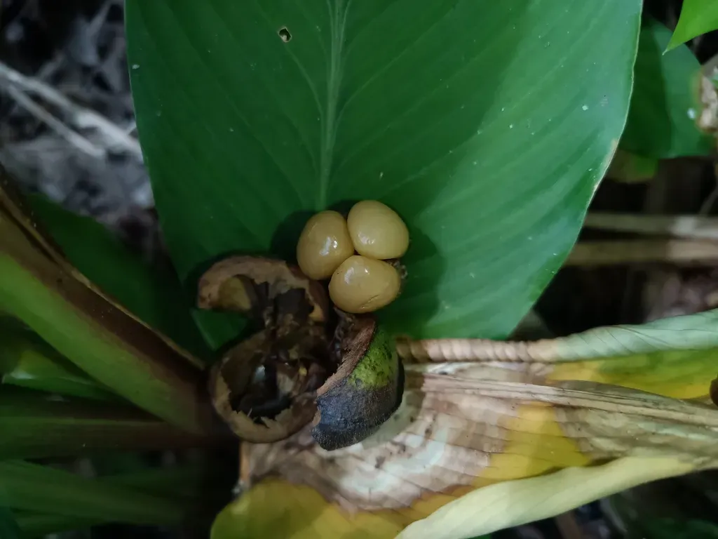 Conceveiba Guianensis