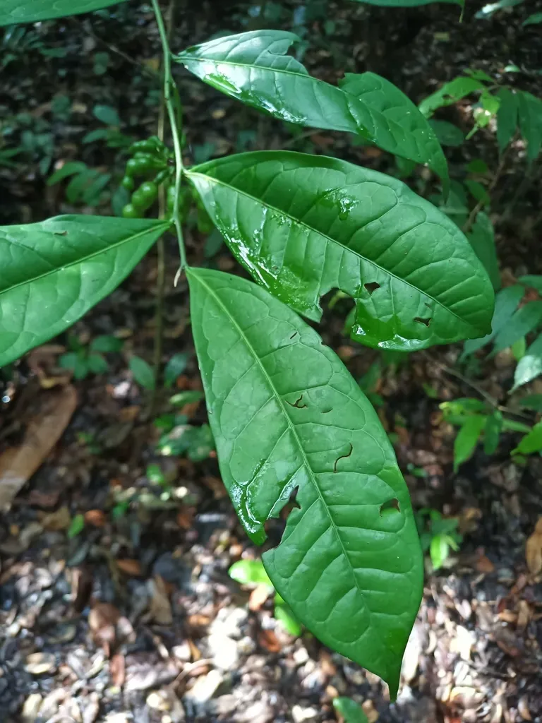 Cymbopetalum Brasiliense