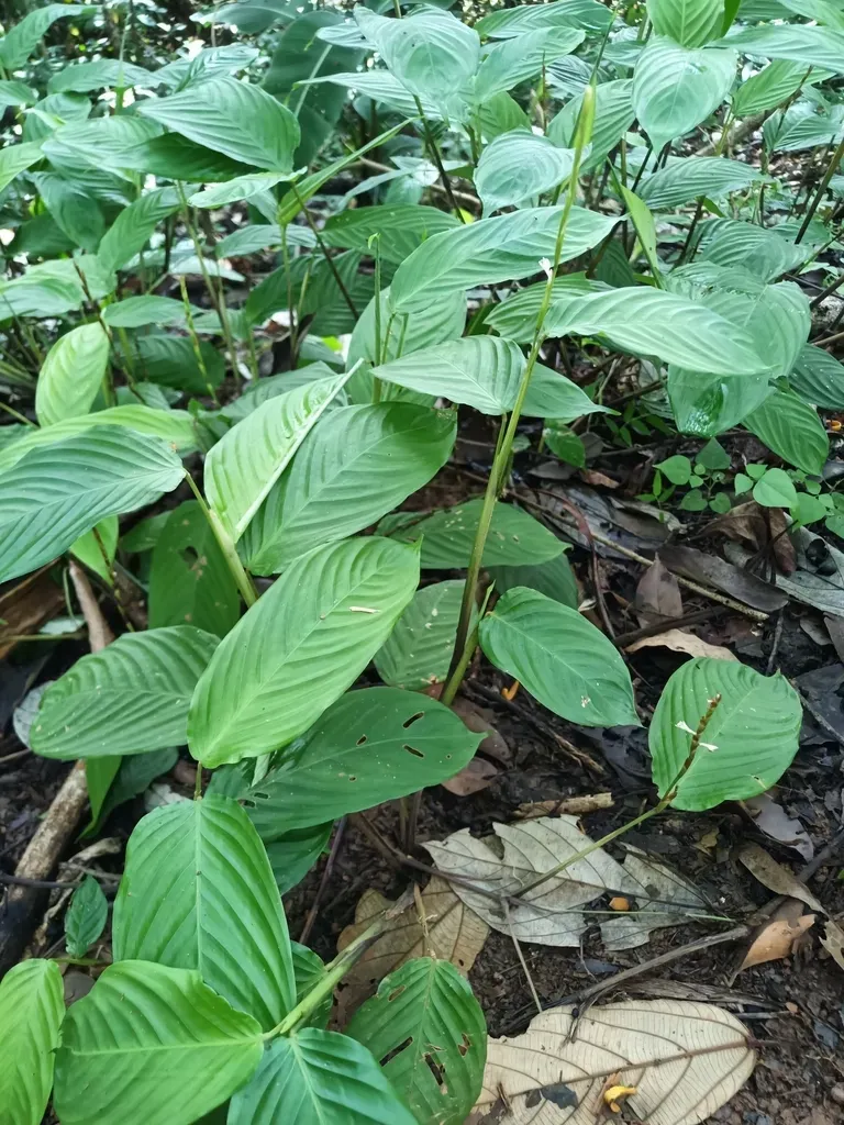 Maranta Friedrichsthaliana