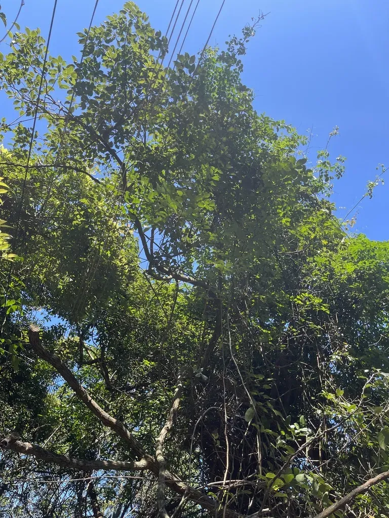 Martaban Camphor Wood