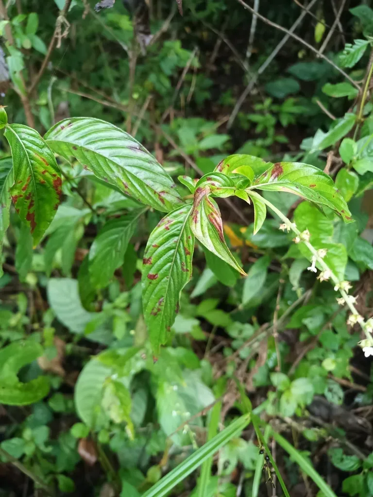 Gonzalagunia Dicocca