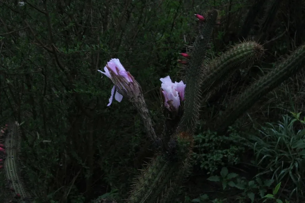 Trichocereus Vasquezii