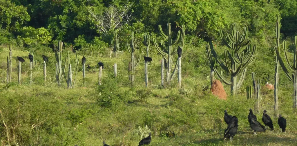 Neoraimondia Herzogiana