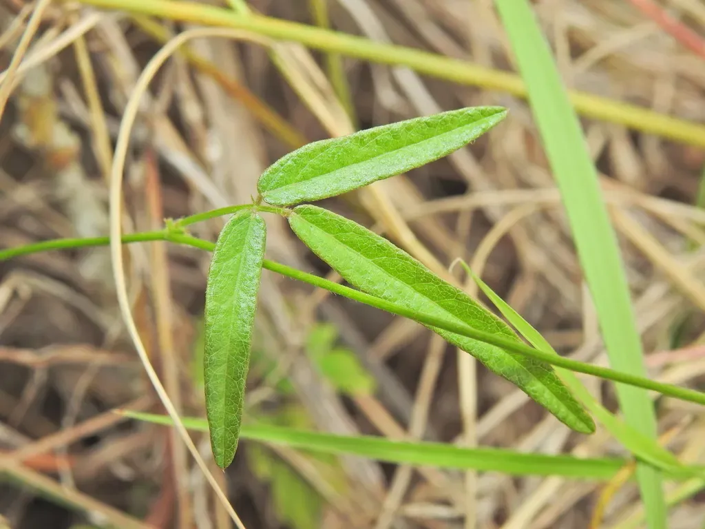 Slender Tick-trefoil