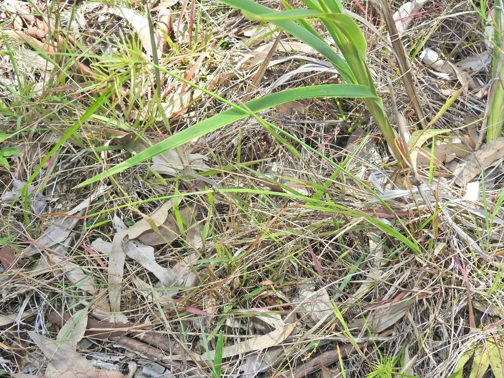 Cyperus Bowmanni