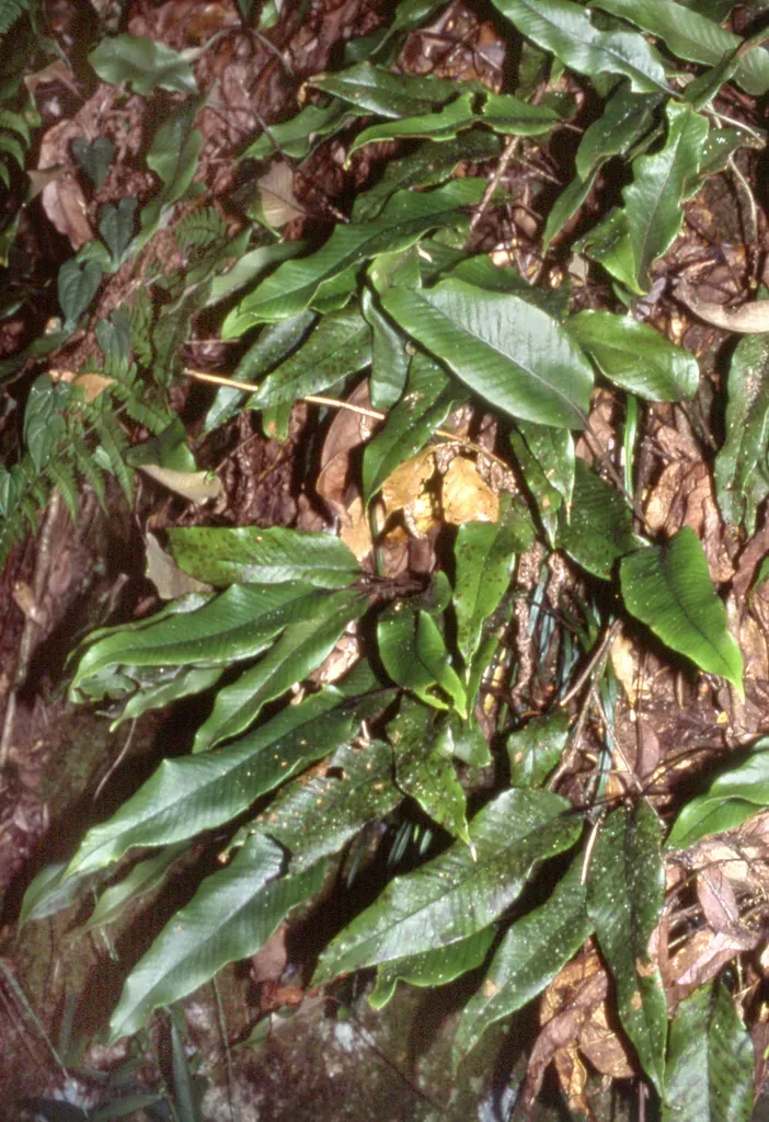 Tongue Fern