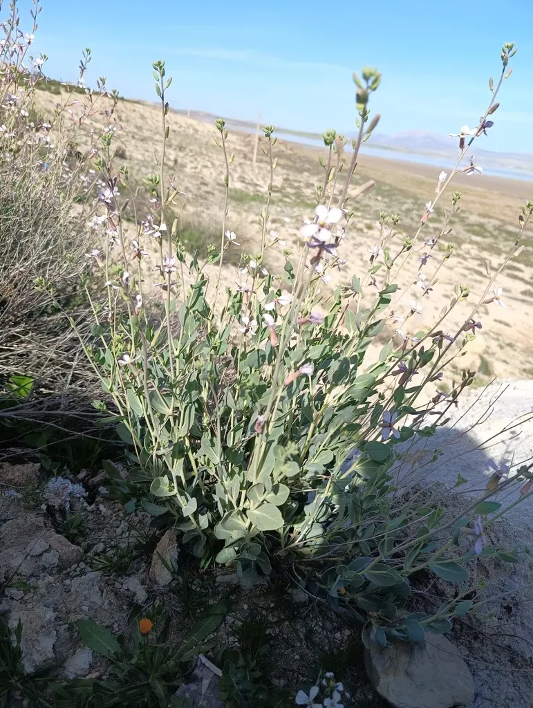 Moricandia Suffruticosa