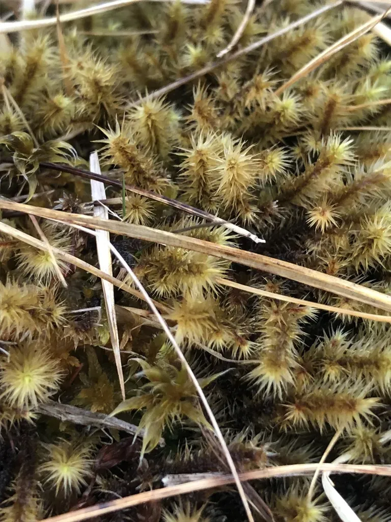 Golden-head Moss