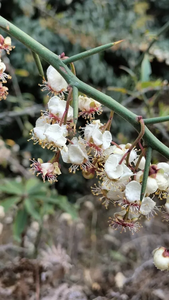 Himalayan Cherry Prinsepia