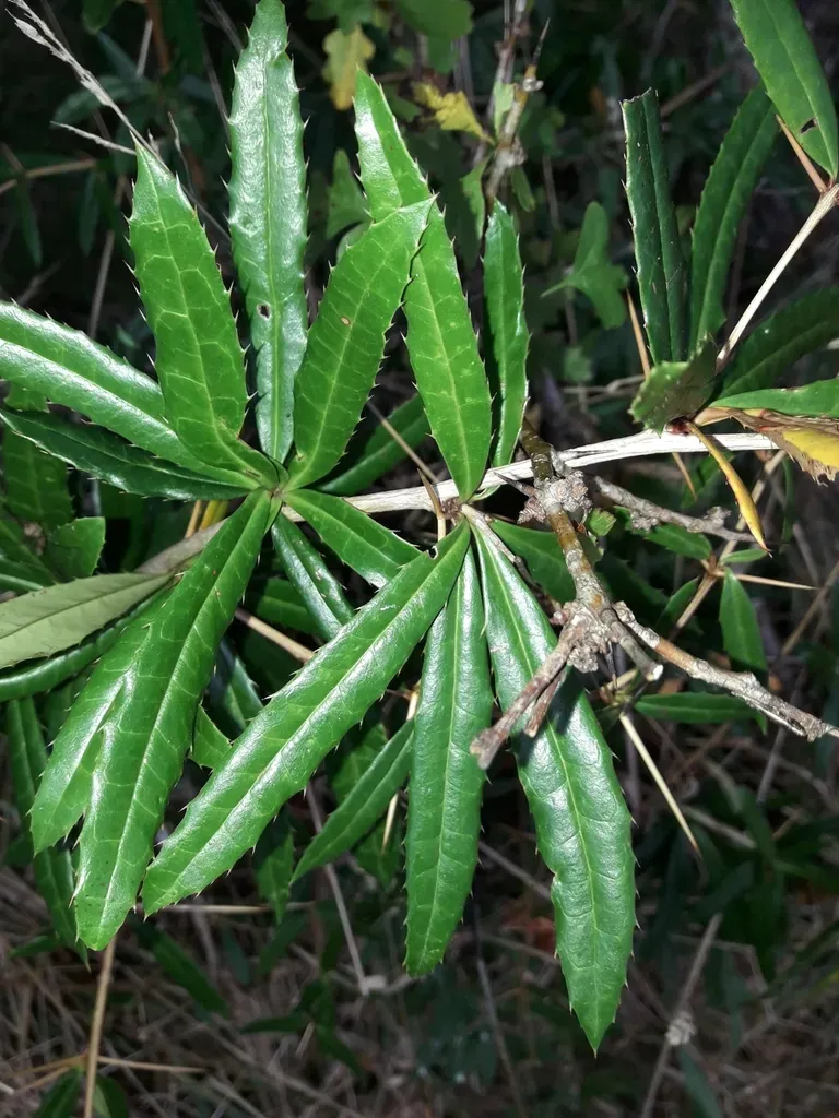 Berberis Soulieana