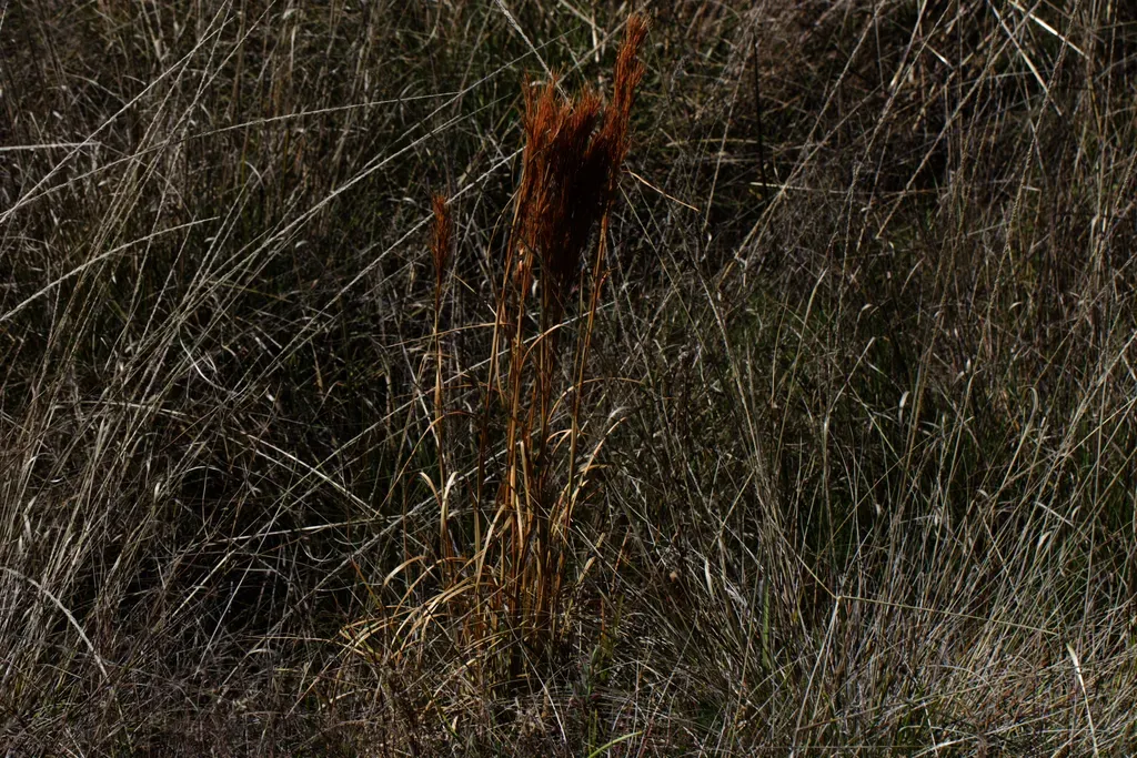 Southwestern Bushy Bluestem