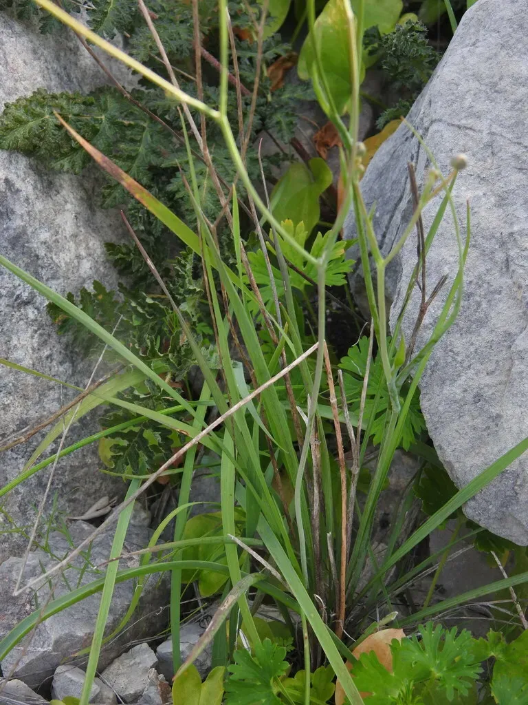 Grass-leaved Buttercup