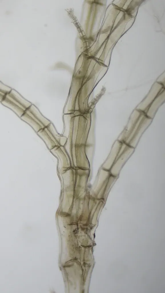 Melanothamnus Japonicus